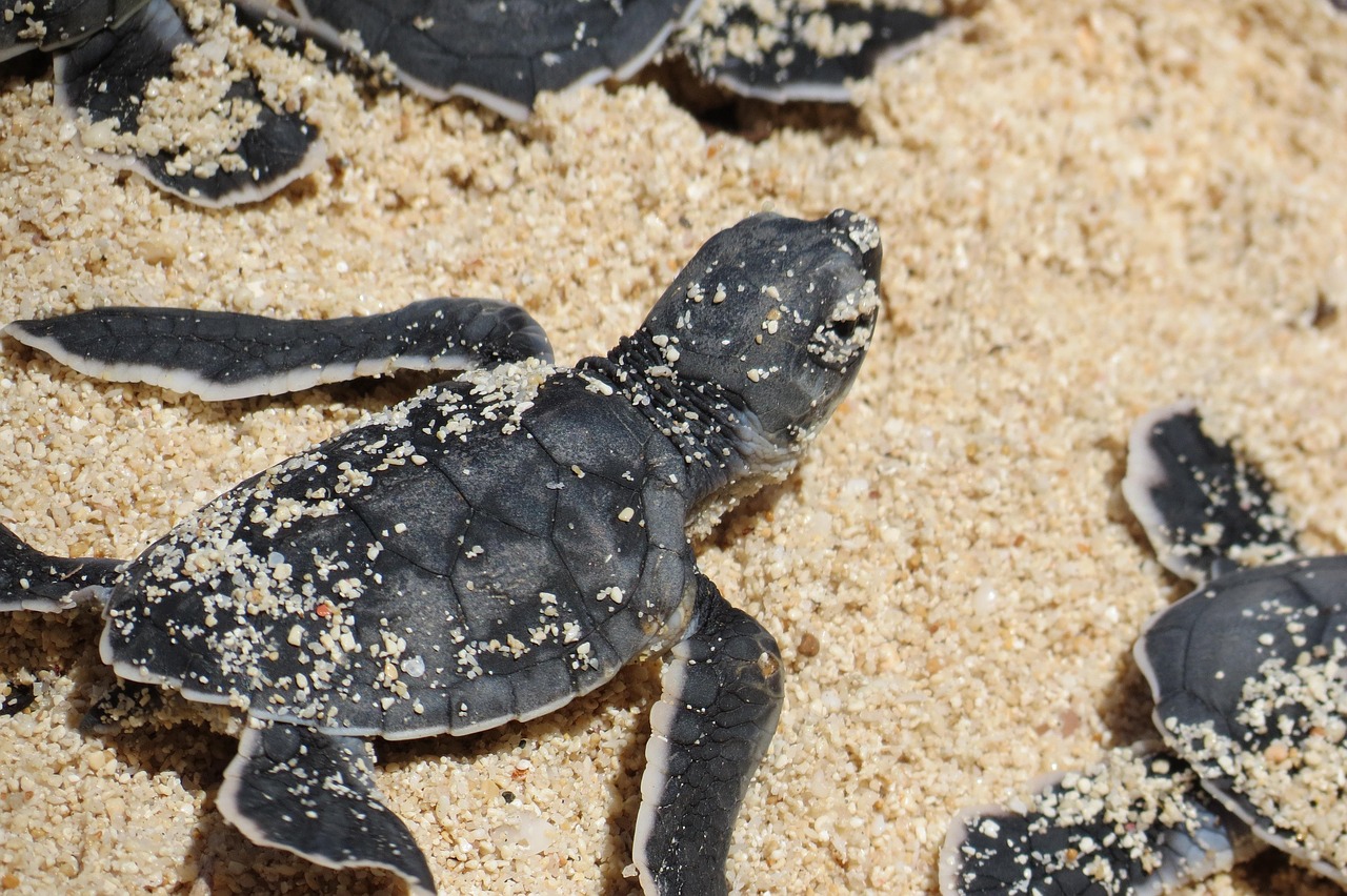 Sea Turtle Nesting Season Main Photo