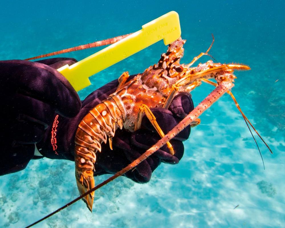 Lobster Mini Season 2025 Main Photo
