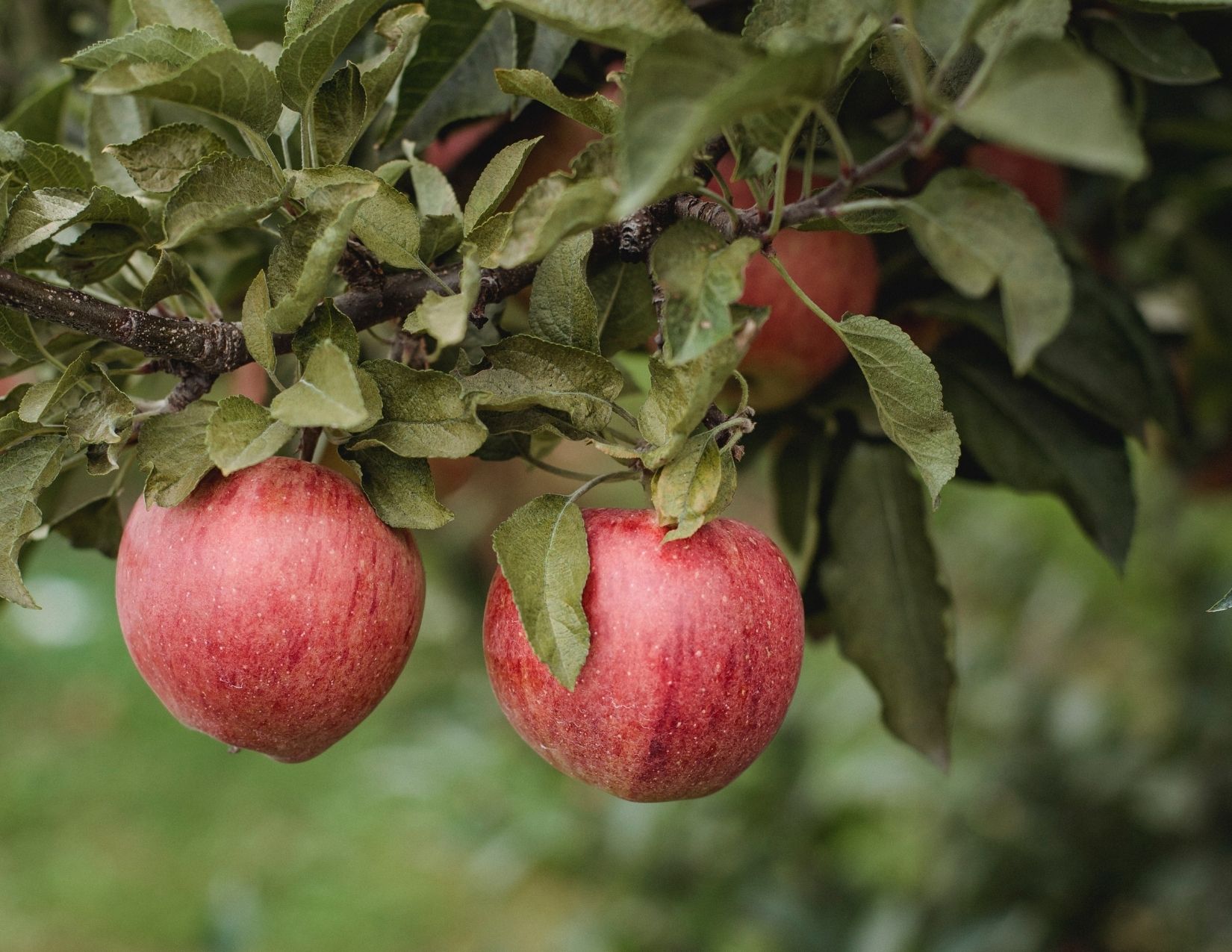 Purchasing a Hobby Orchard Main Photo