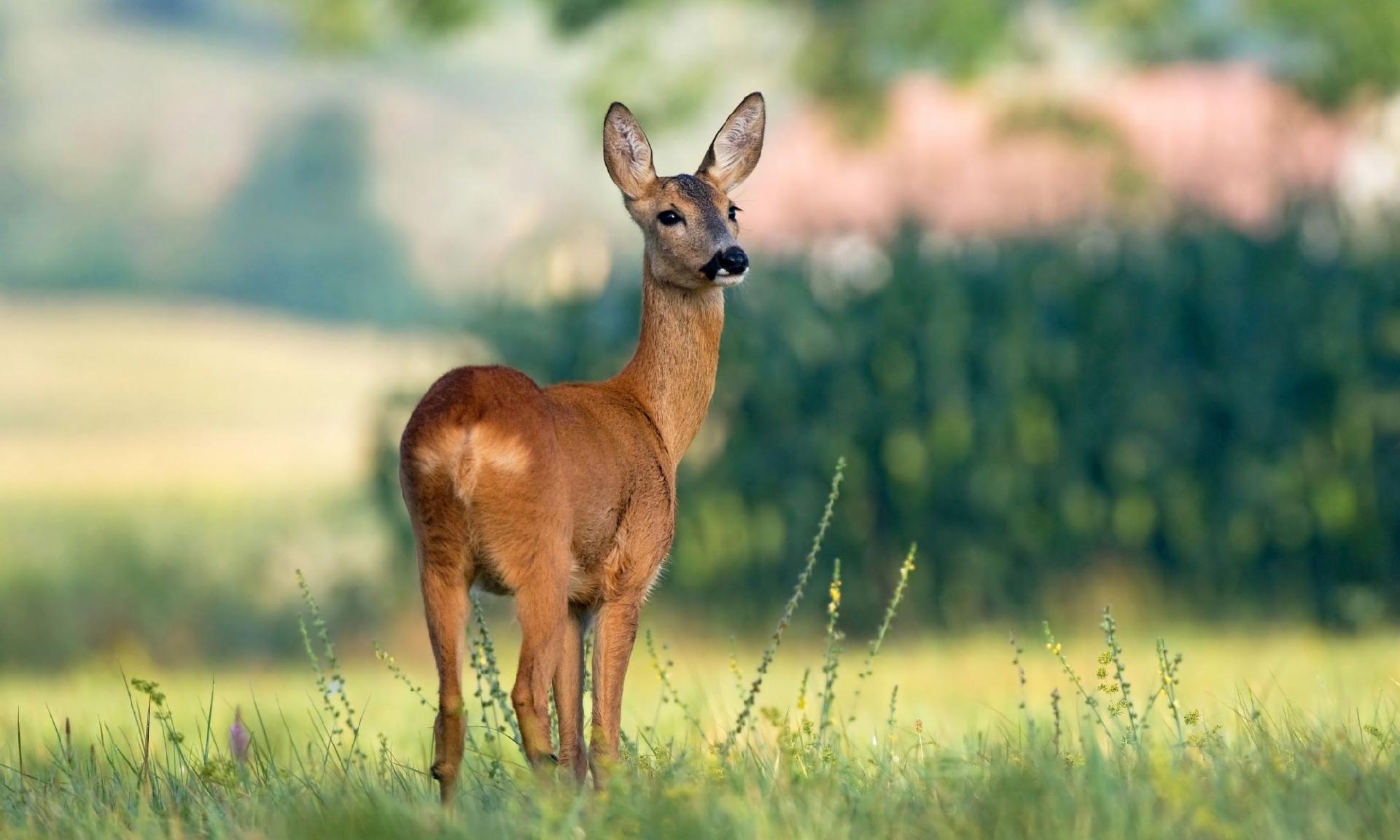 Techniques to Deter Deer Main Photo