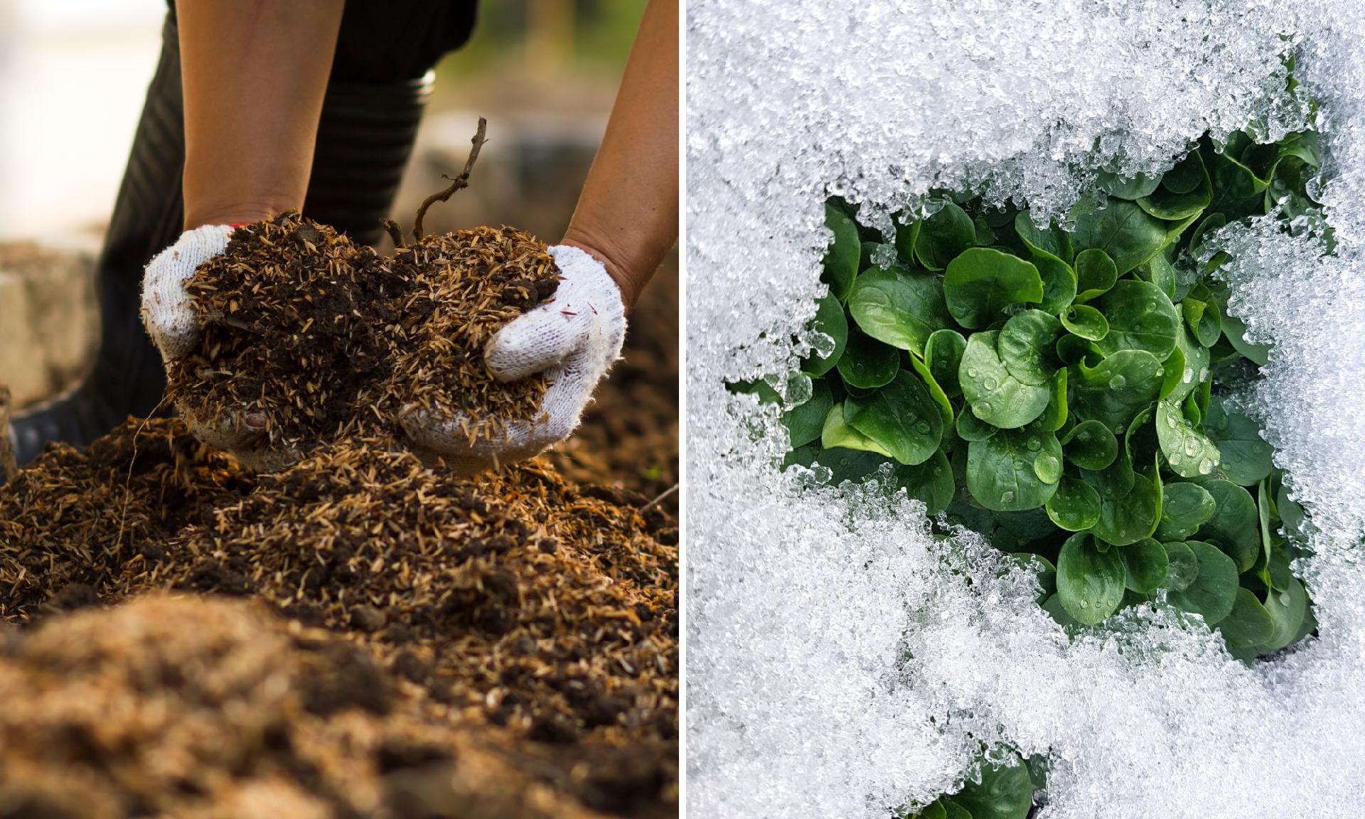 Winterize Herb and Vegetable Gardens Main Photo
