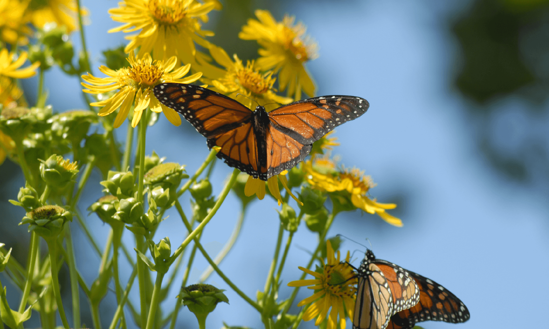 How to Make a Butterfly Garden Main Photo