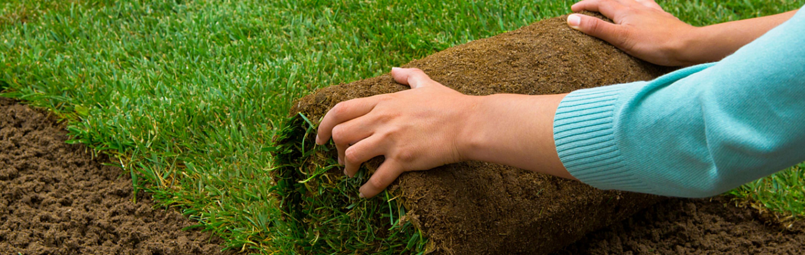 Choosing the Best Grass Type for Dallas-Fort Worth Main Photo
