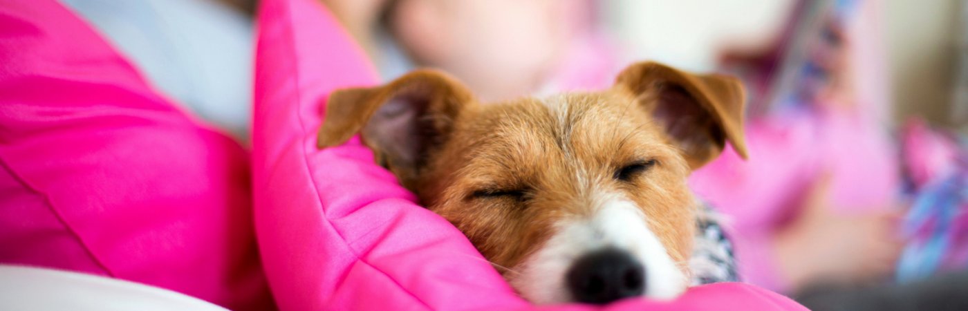 How to Make Space for a New Pet at Home Main Photo