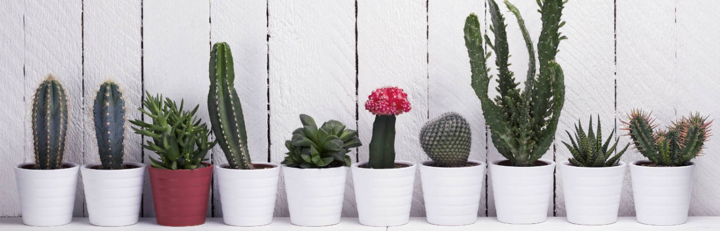 Top 5 Easy Houseplants You’ll Grow to Love Main Photo