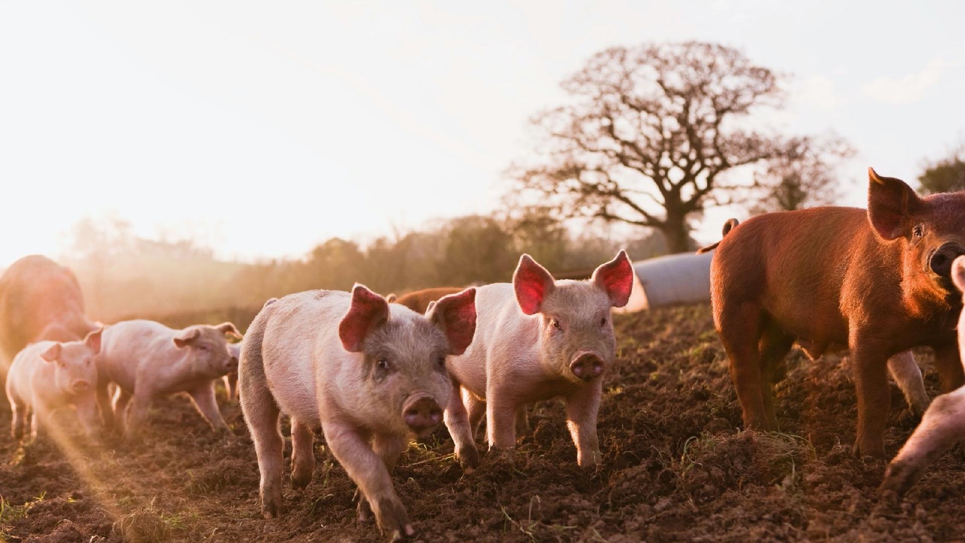 Settlement Announced in North Carolina Nuisance Case Involving Hog Farm Main Photo