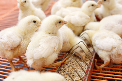 5 Tips To Raise Happy, Healthy Baby Chicks Main Photo