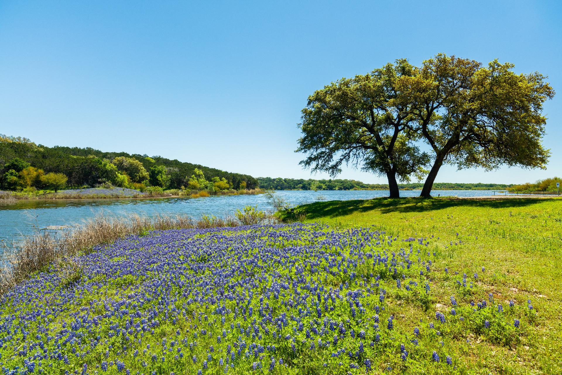Exploring the Texas Ranch Lifestyle: A Guide to Finding Your Perfect Ranch Property Main Photo