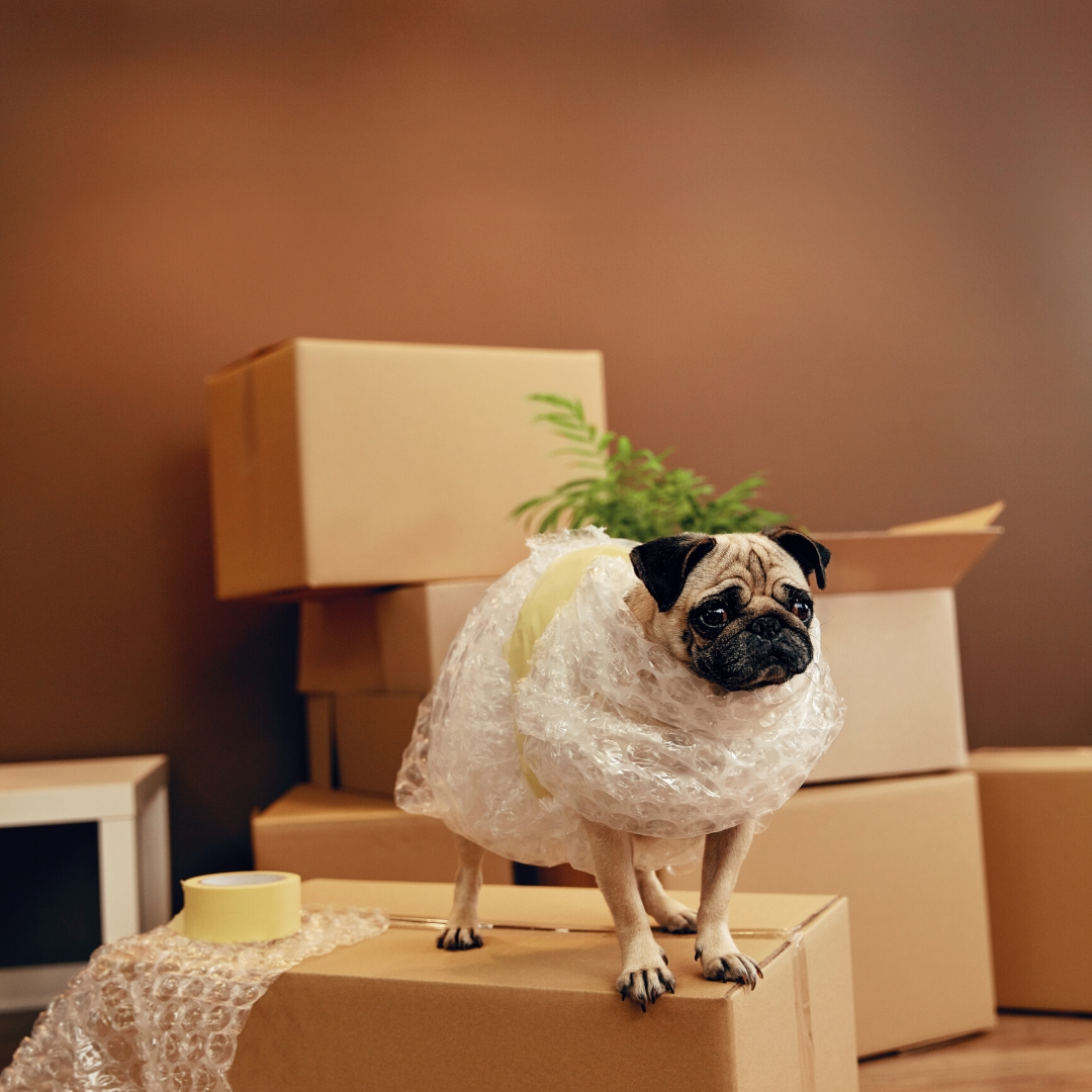 10 Things You Need To Know Before Moving With Pets Main Photo