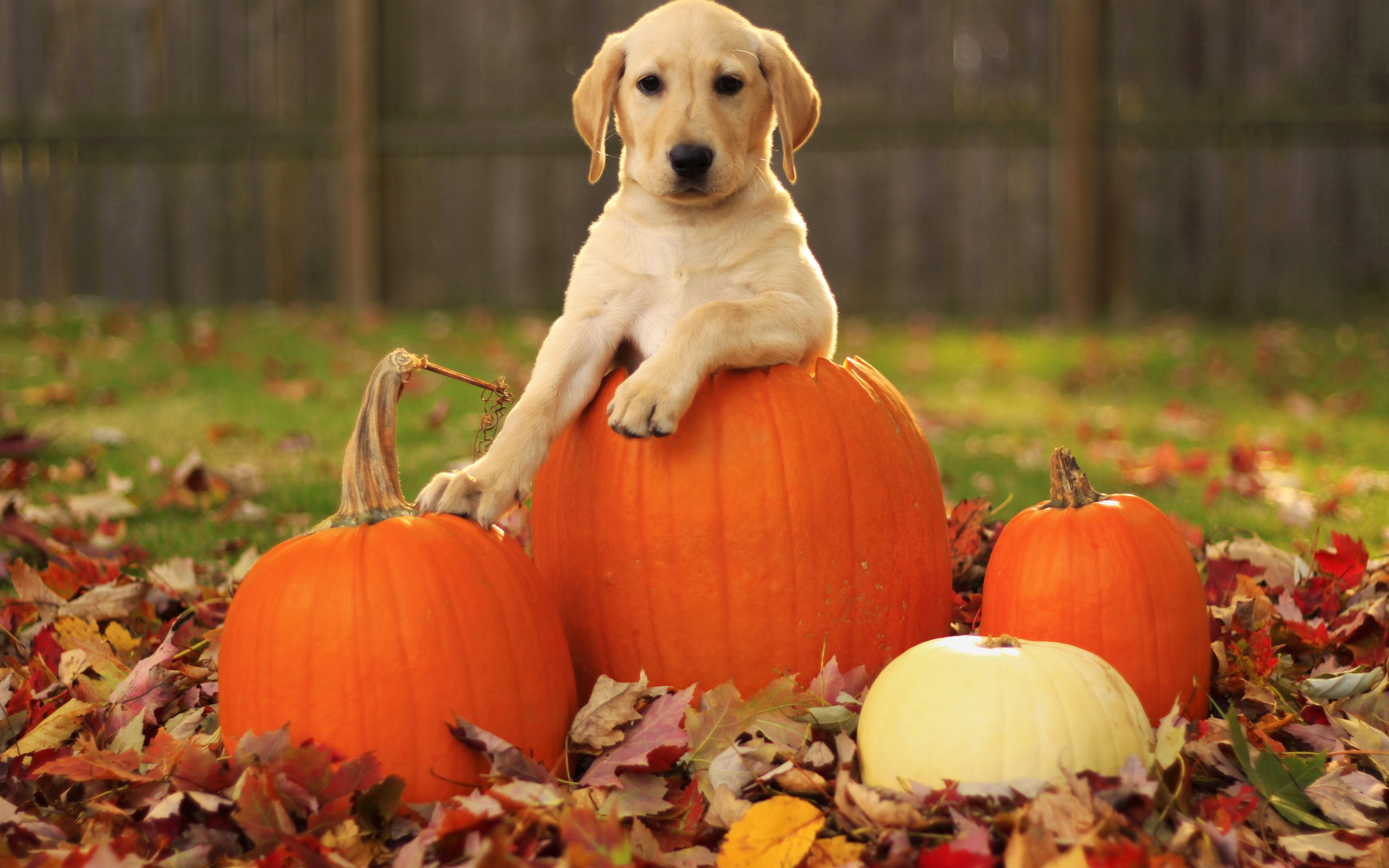 Edwards Village Market Pumpkin Festival Main Photo