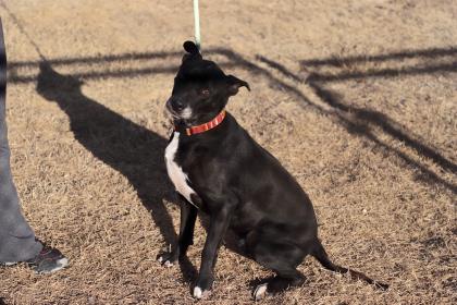 Pet Of The Week Main Photo