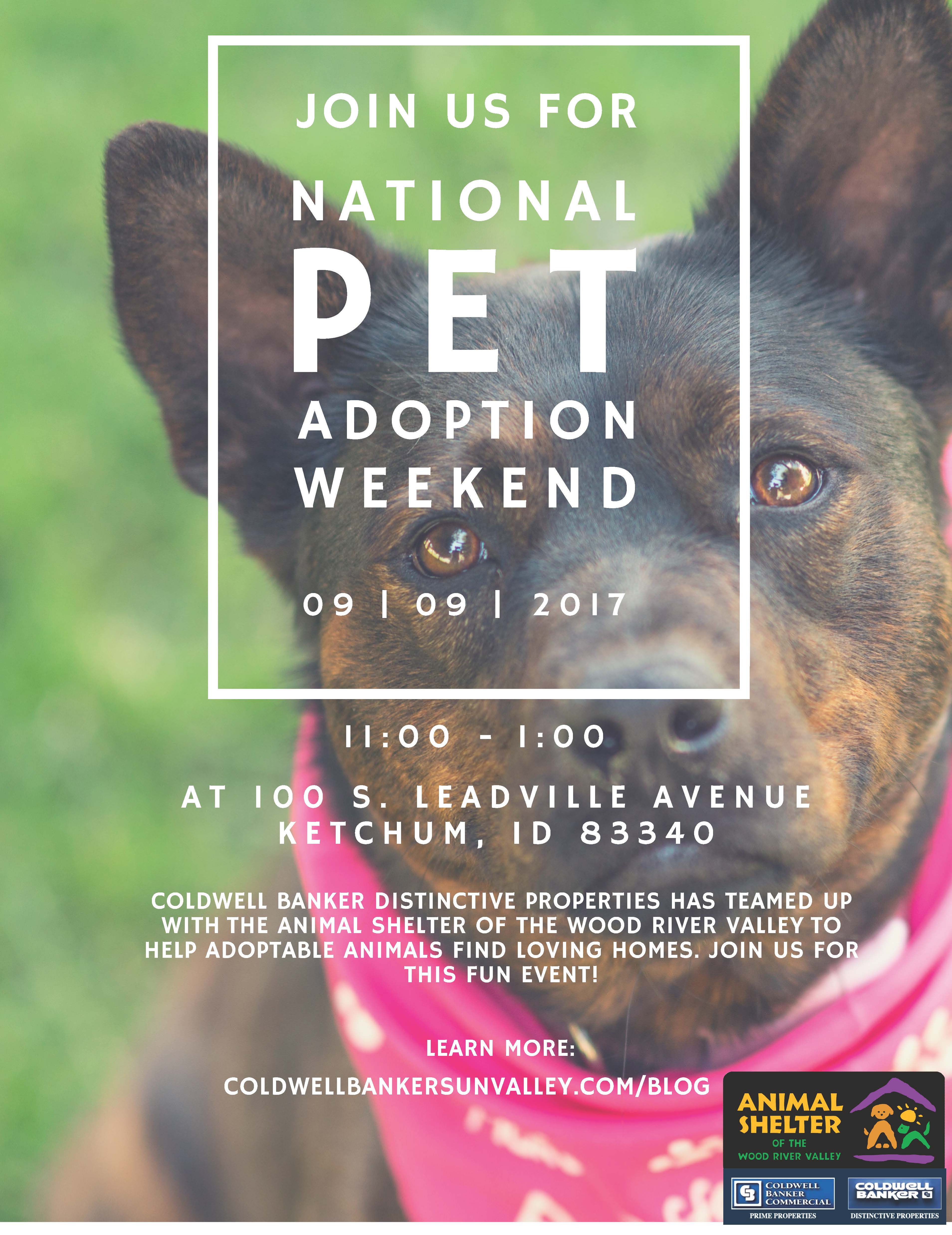 Pet Adoption Day with Animal Shelter of the Wood River Valley Main Photo
