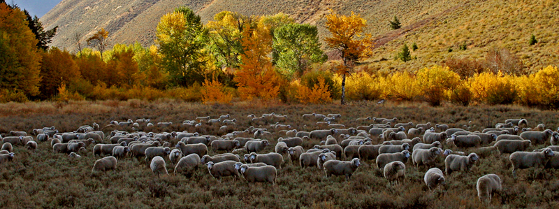 21st Annual Trailing of the Sheep Festival Main Photo