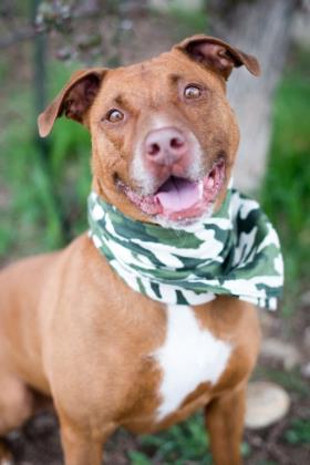 10 Days of Furry Friends: Our furry friend of the Day! Meet Mac!! Main Photo