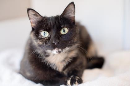 10 Days of Furry Friends: Our furry friend of the Day! Meet Turtle Dove!! Main Photo