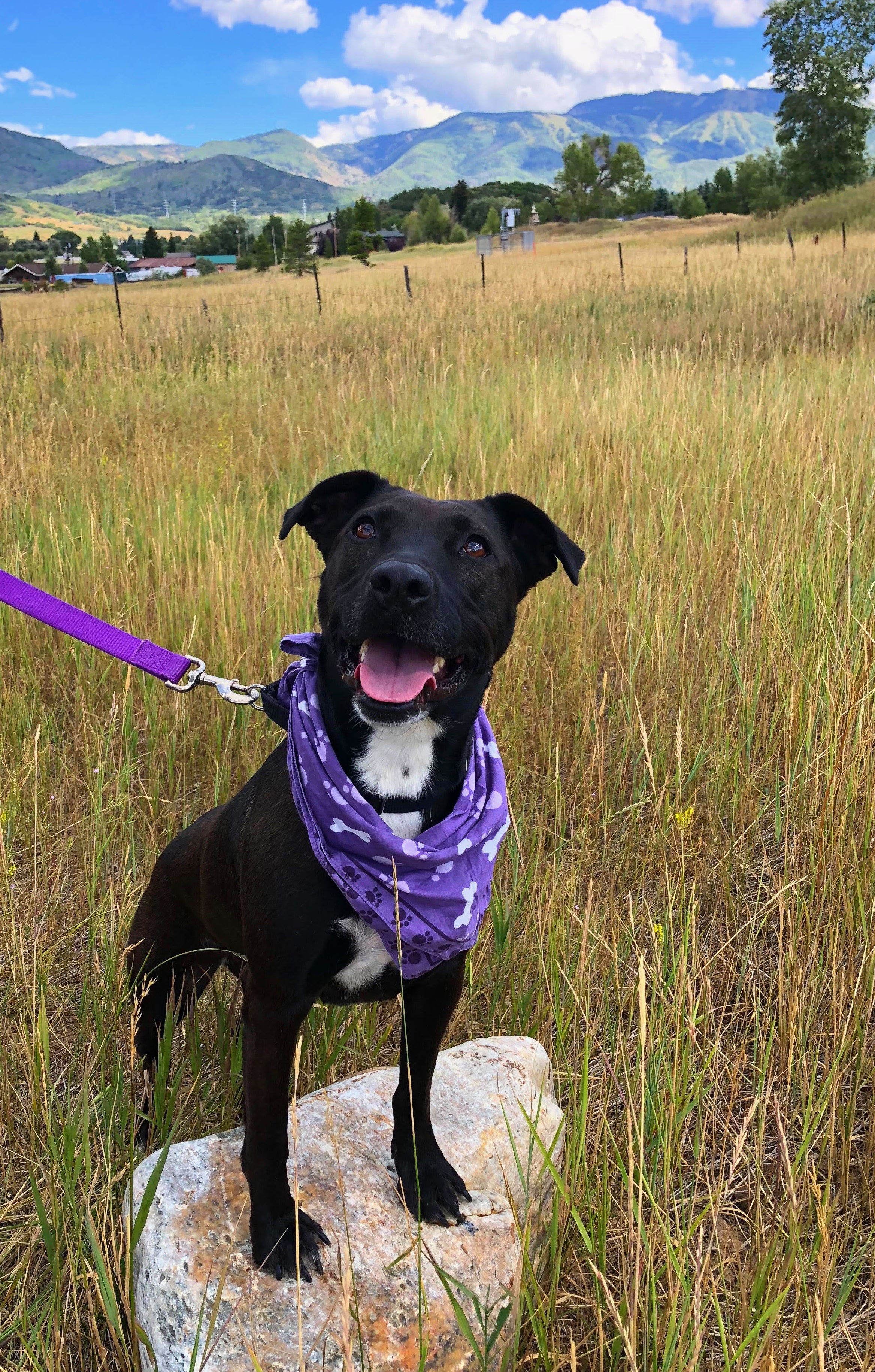 10 Days of Furry Friends: Our furry friend of the Day! Meet Missy!! Main Photo