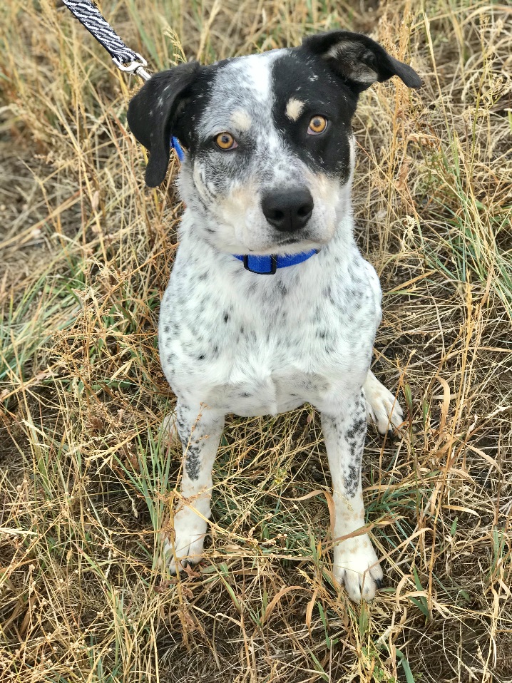 10 Days of Furry Friends: Our furry friend of the Day! Meet Aspen!! Main Photo