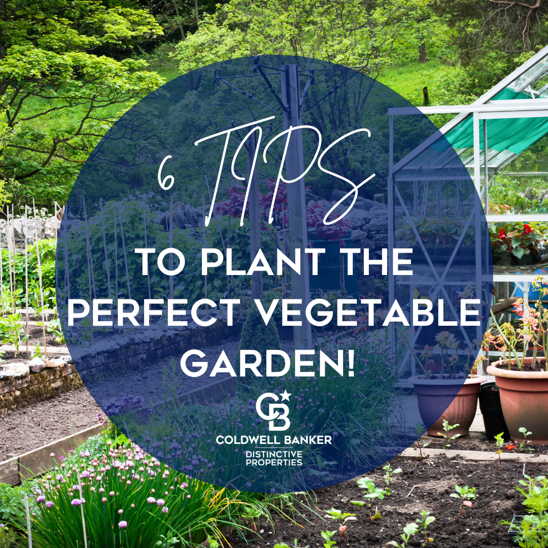 6 Tips to Plant The Perfect Vegetable Garden Main Photo