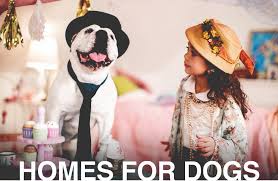 Adopt-A-Pet Main Photo