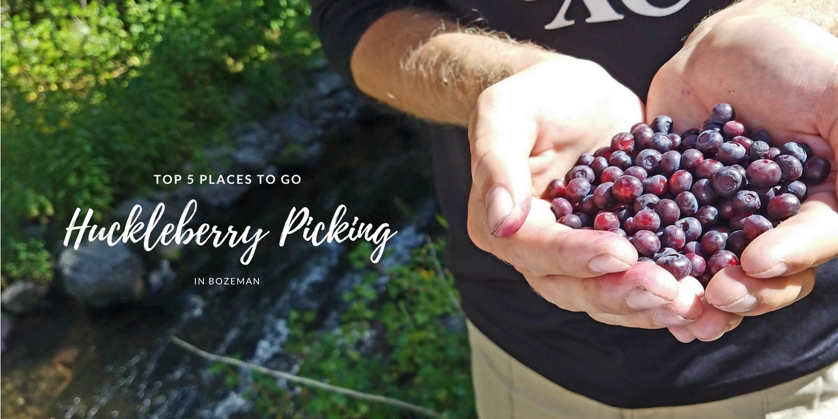 Top 5 places to go Huckleberry Picking in Bozeman Main Photo