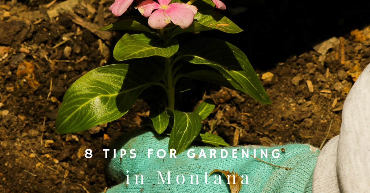 8 Tips for Gardening in Montana Main Photo