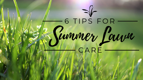 6 Tips for Summer Lawn Care Main Photo