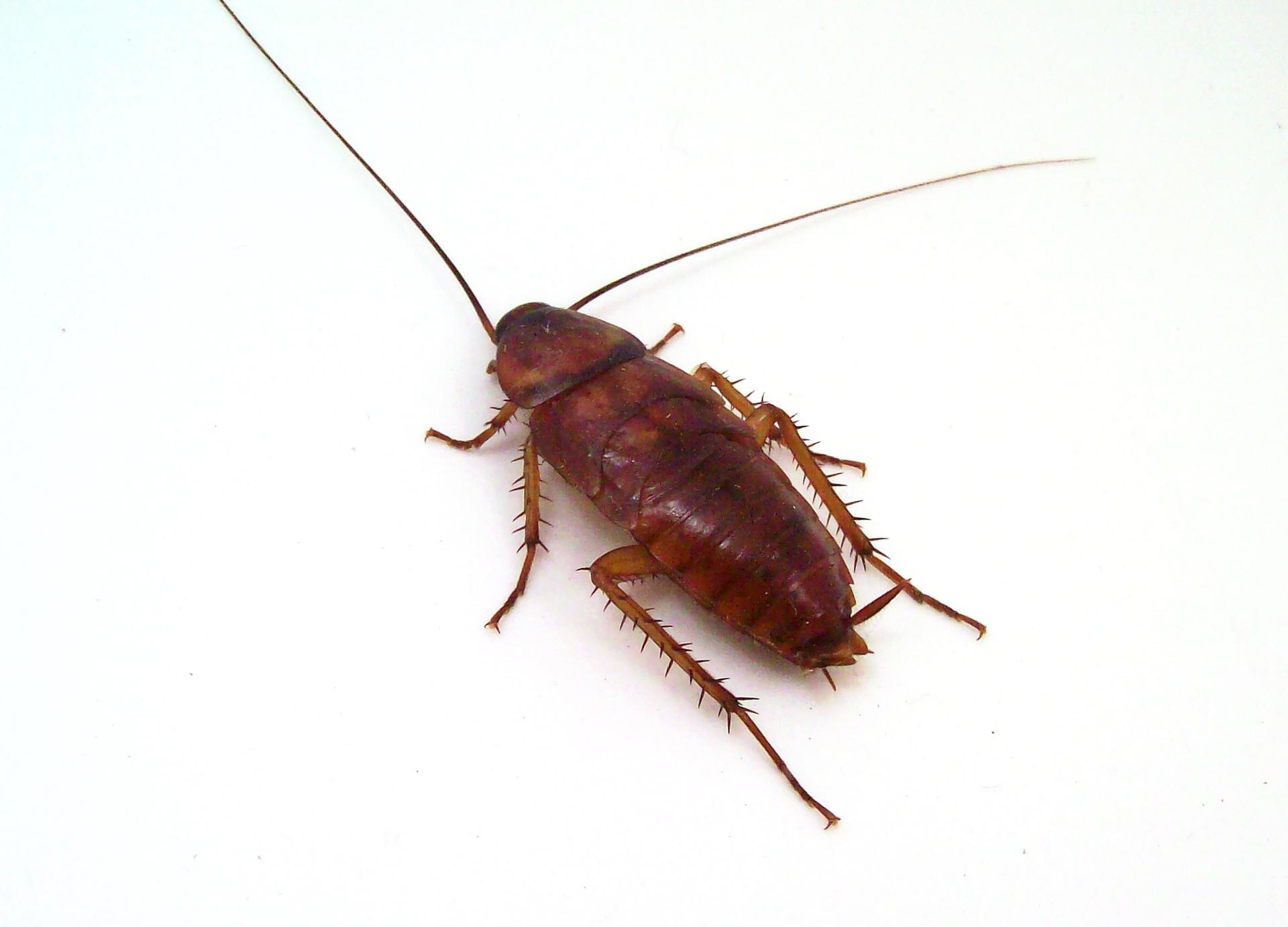 Pest Control Main Photo
