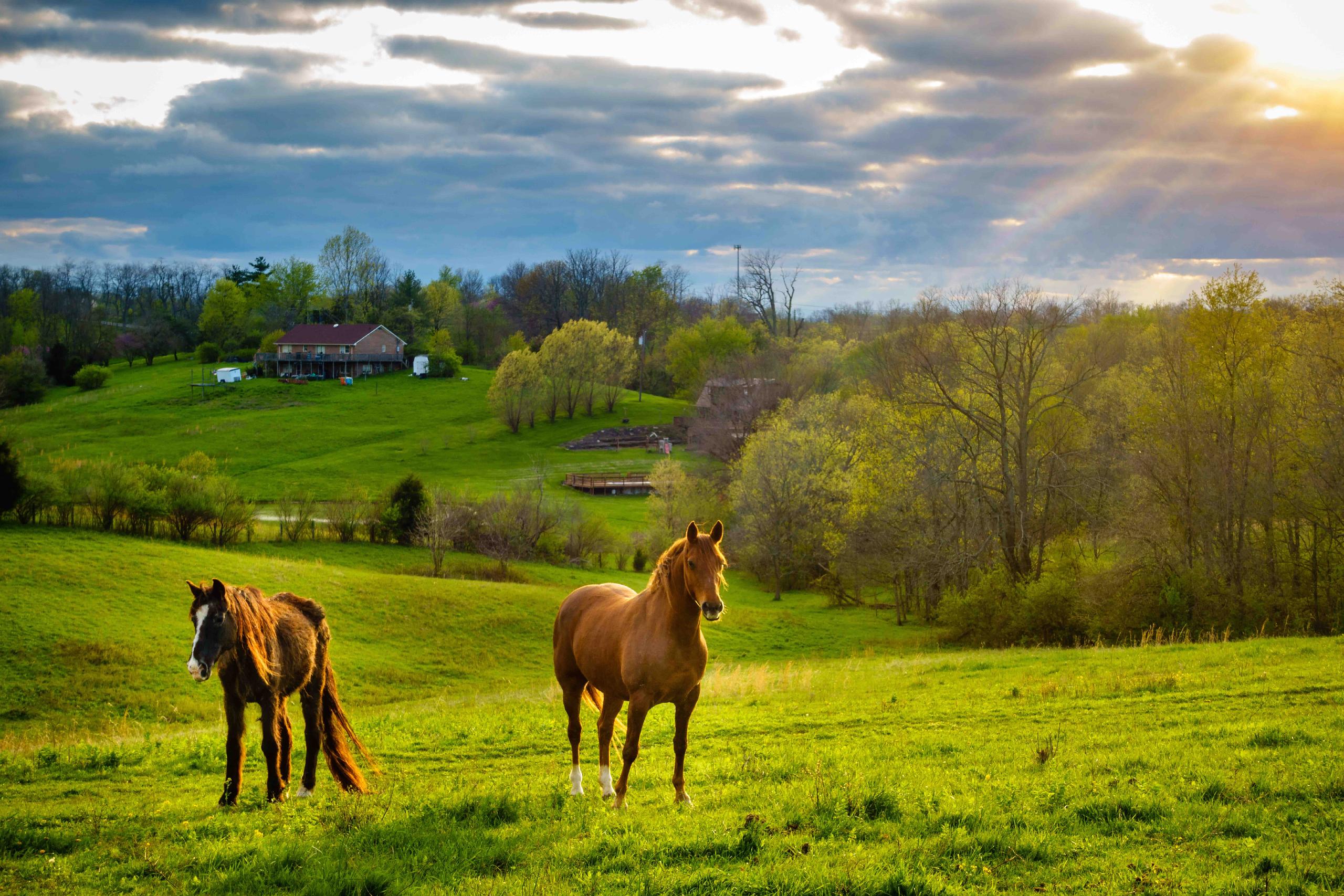 Looking For A Farm? Picture