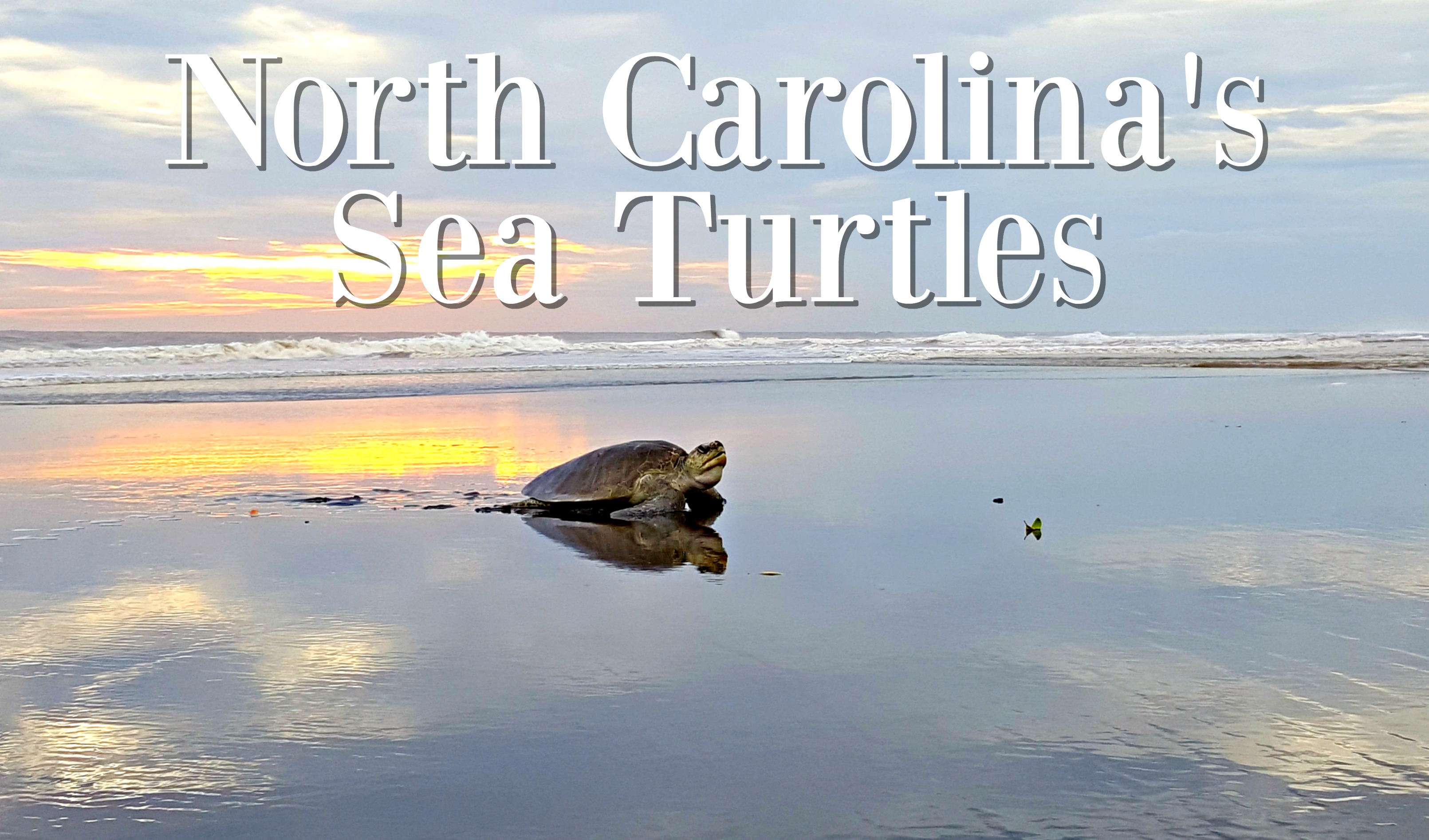 The Sea Turtles of NC Main Photo
