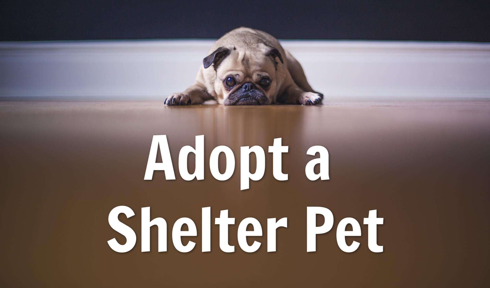 Adopt a Shelter Pet! Main Photo