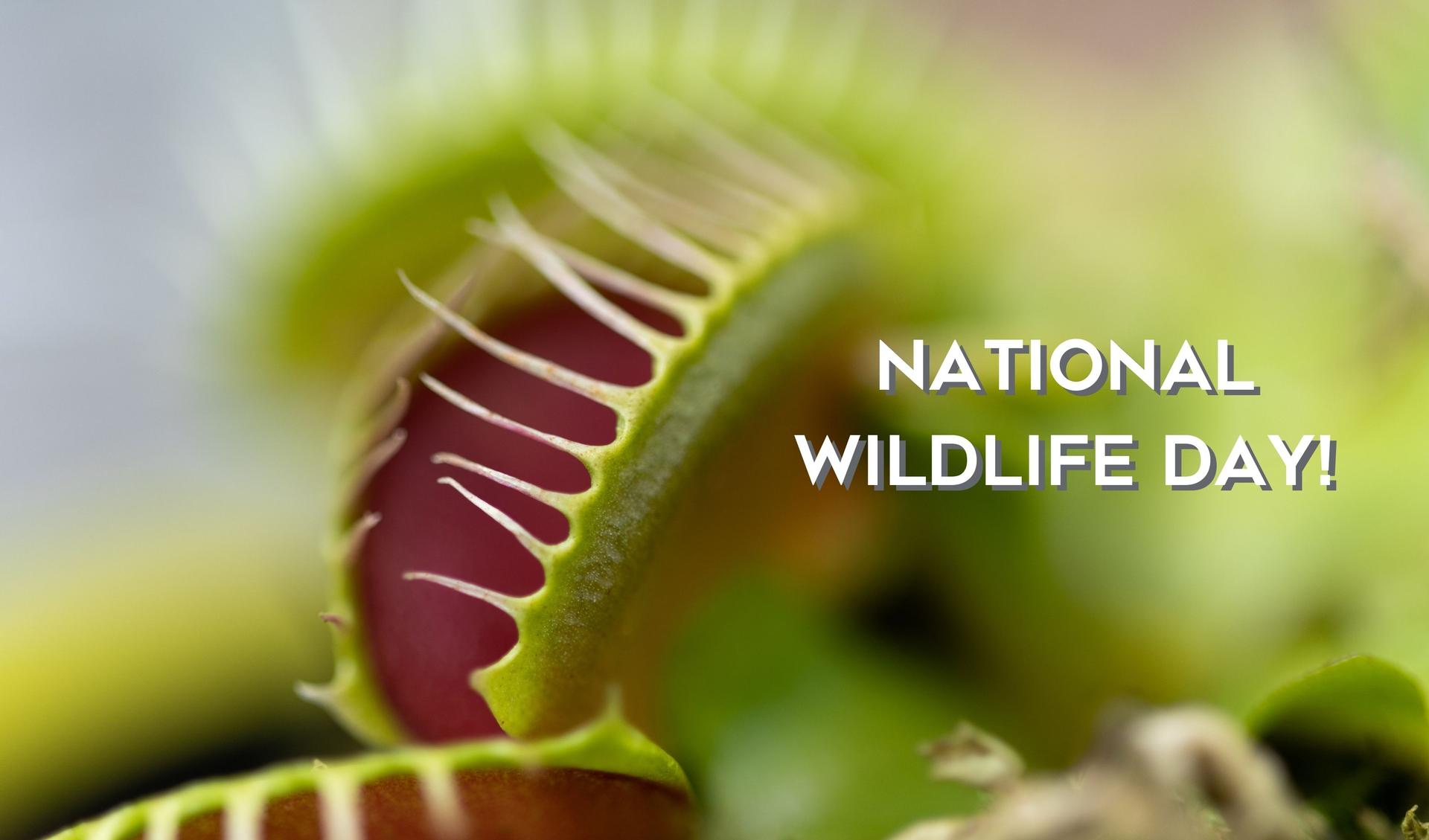 National Wildlife Day! Main Photo