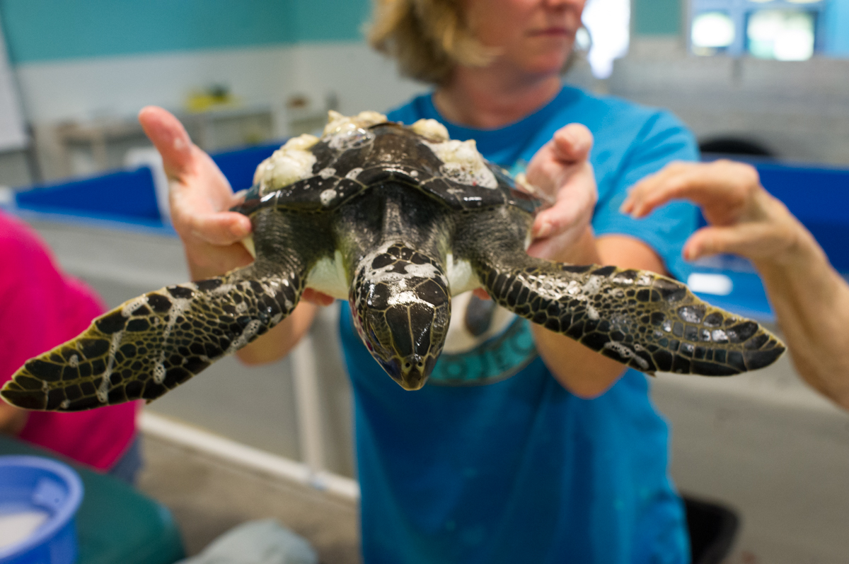 Karen Beasley rescue awarded $100K in Covid relief, covering costs of up to 80 turtles Main Photo