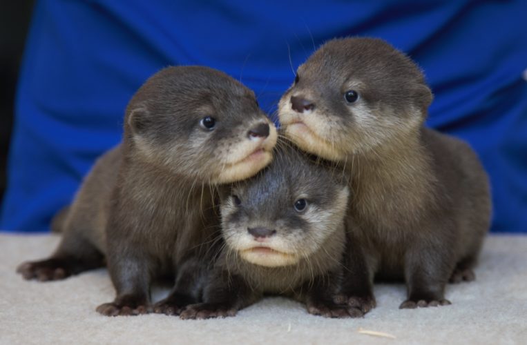 Tala, Reyna, Ula? Fort Fisher’s 3-month-old otter pups need names, public can decide Main Photo