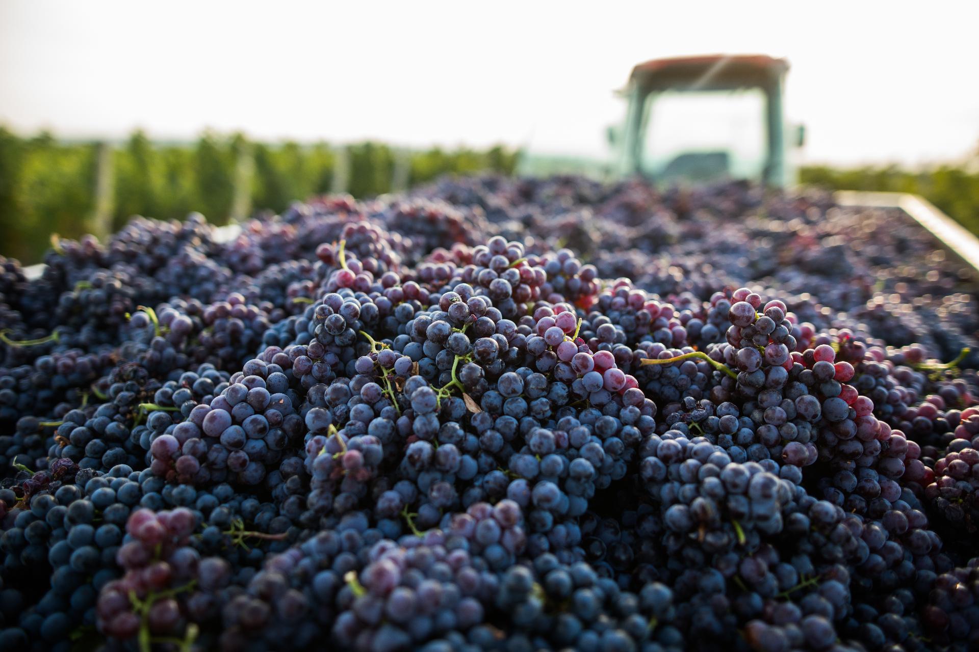 HARVEST FLAVORS ON THE HORIZON Picture