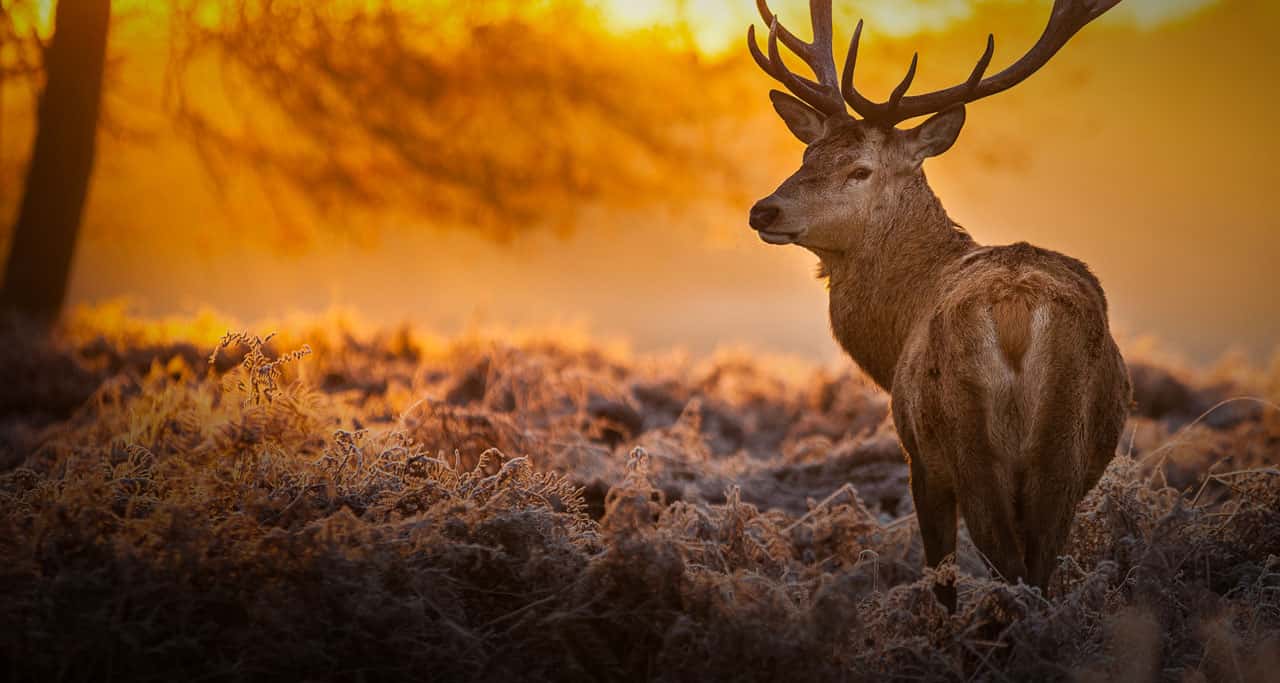 Country Living Picture